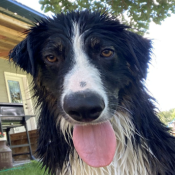 Border Collie patient post acupuncture appointment with Detroit Lakes Animal Hospital
